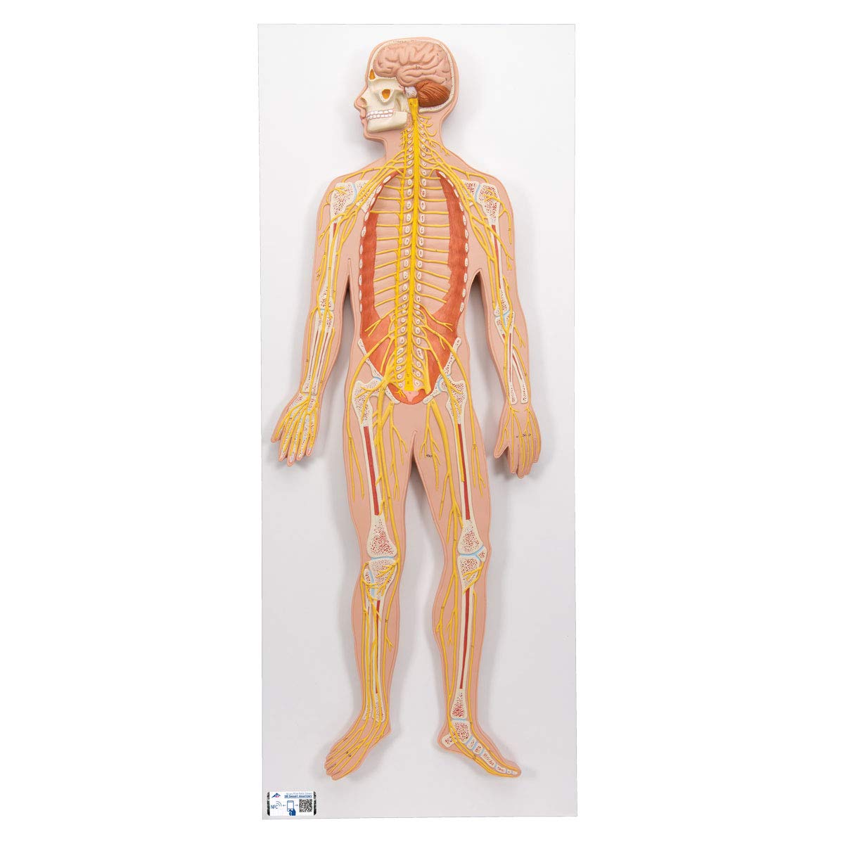 3B Scientific C30 Nervous System 1/2 life-size - 3B Smart